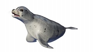 seal animal 3D model