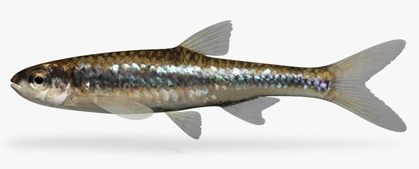 3d model notropis atherinoides emerald shiner