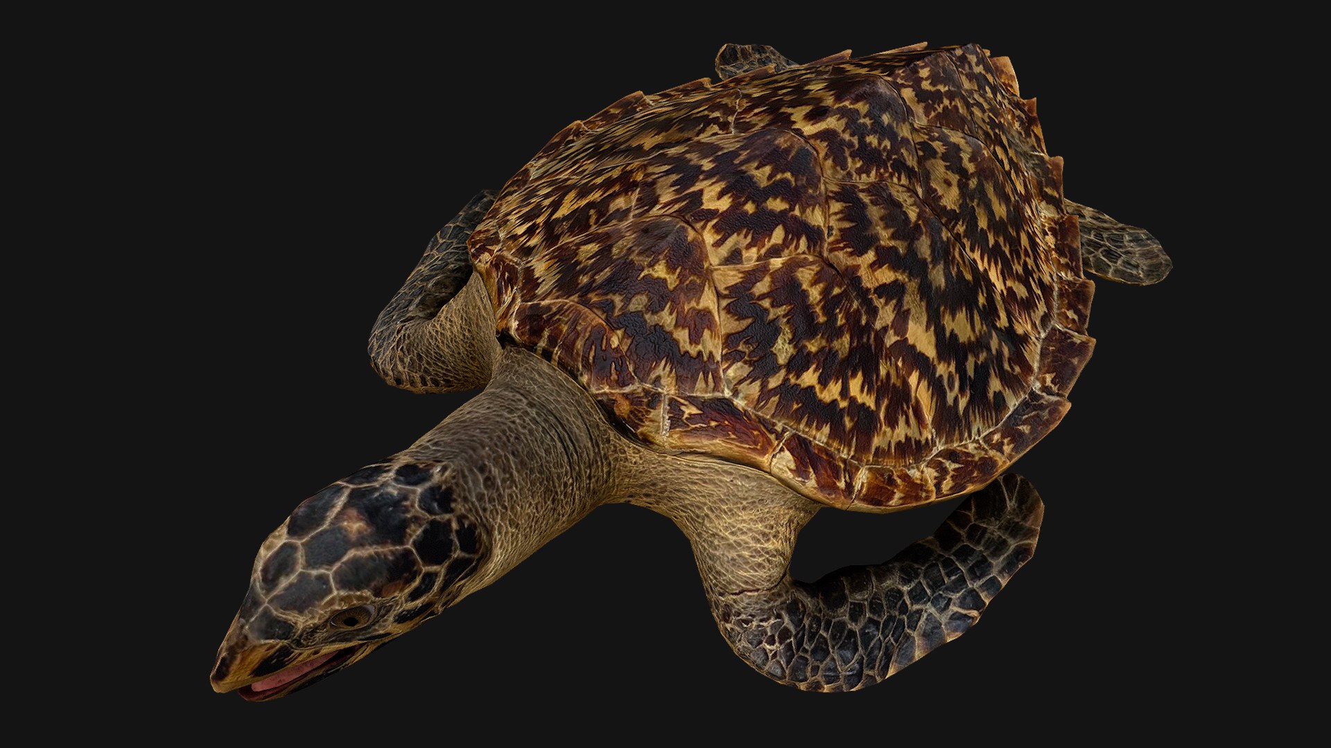 3D Turtle - TurboSquid 2064431