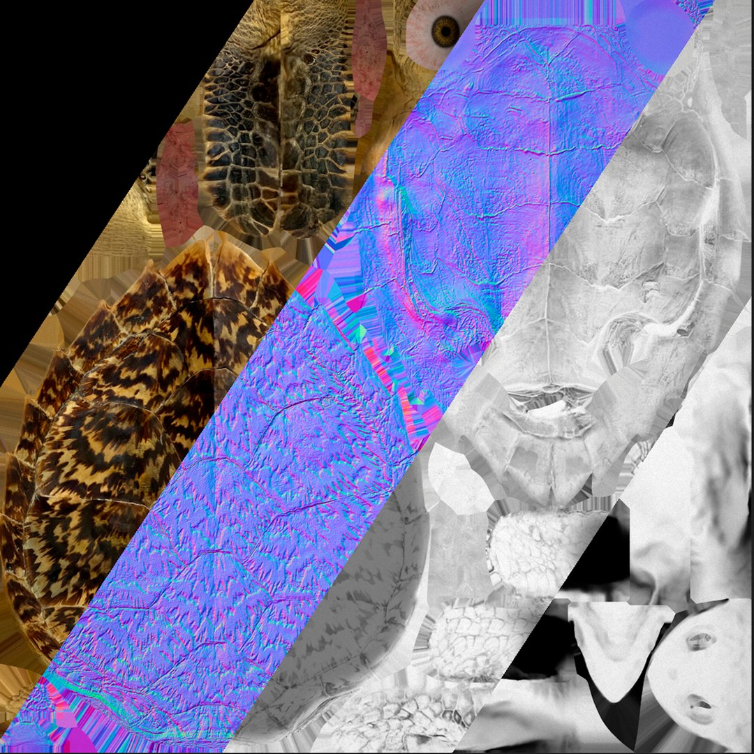 3D Turtle - TurboSquid 2064431