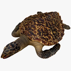 3D Turtle