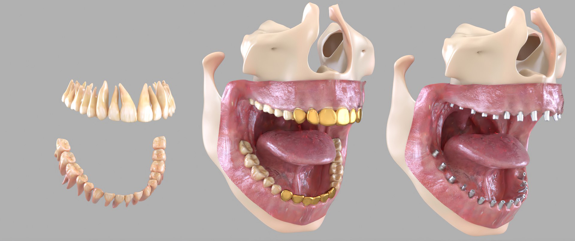 3D Render Scene Mouth Gums Teeth Model - TurboSquid 1597806