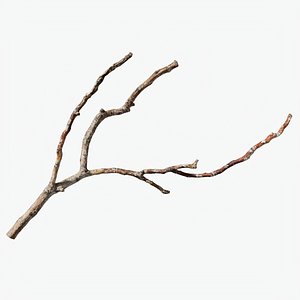 Scanned Sprig 21 StemCell