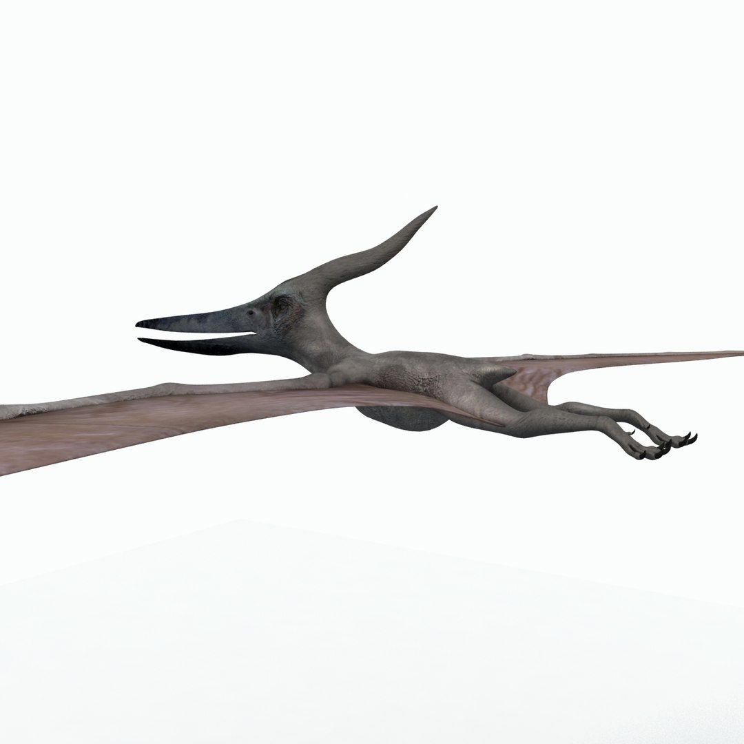 3d Pteranodon Dinosaur Model