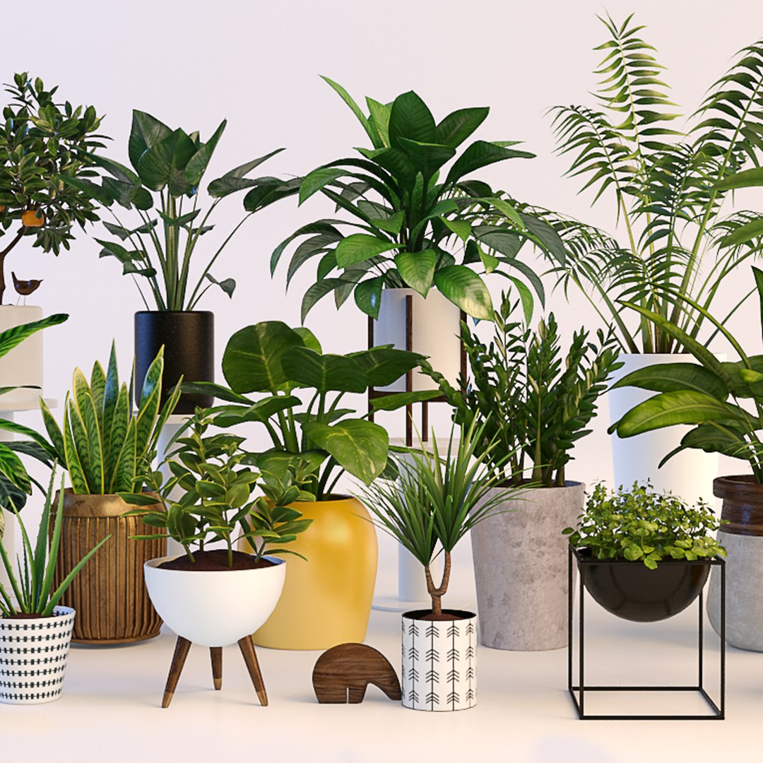 3d model plants https://p.turbosquid.com/ts-thumb/sh/0hIawd/2zdIxgev/3/jpg/1464208154/1920x1080/fit_q87/a39d8d1a2015d485e3225c5dcb936b13e1b2f700/3.jpg