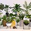 Plantas