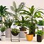 Plantas
