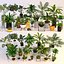 Plantas