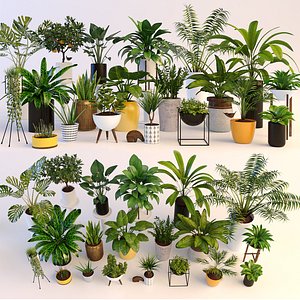 Plants