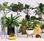Plantas