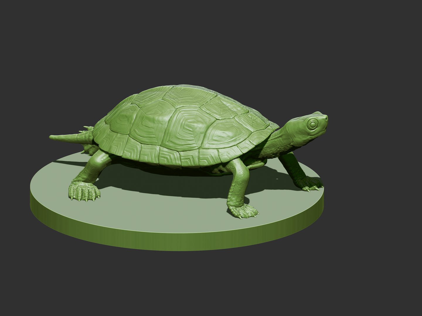 Turtle 3D Model - TurboSquid 1887692