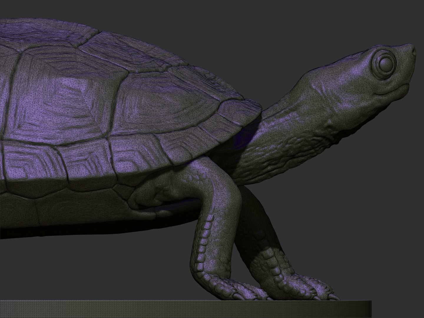 Turtle 3D Model - TurboSquid 1887692