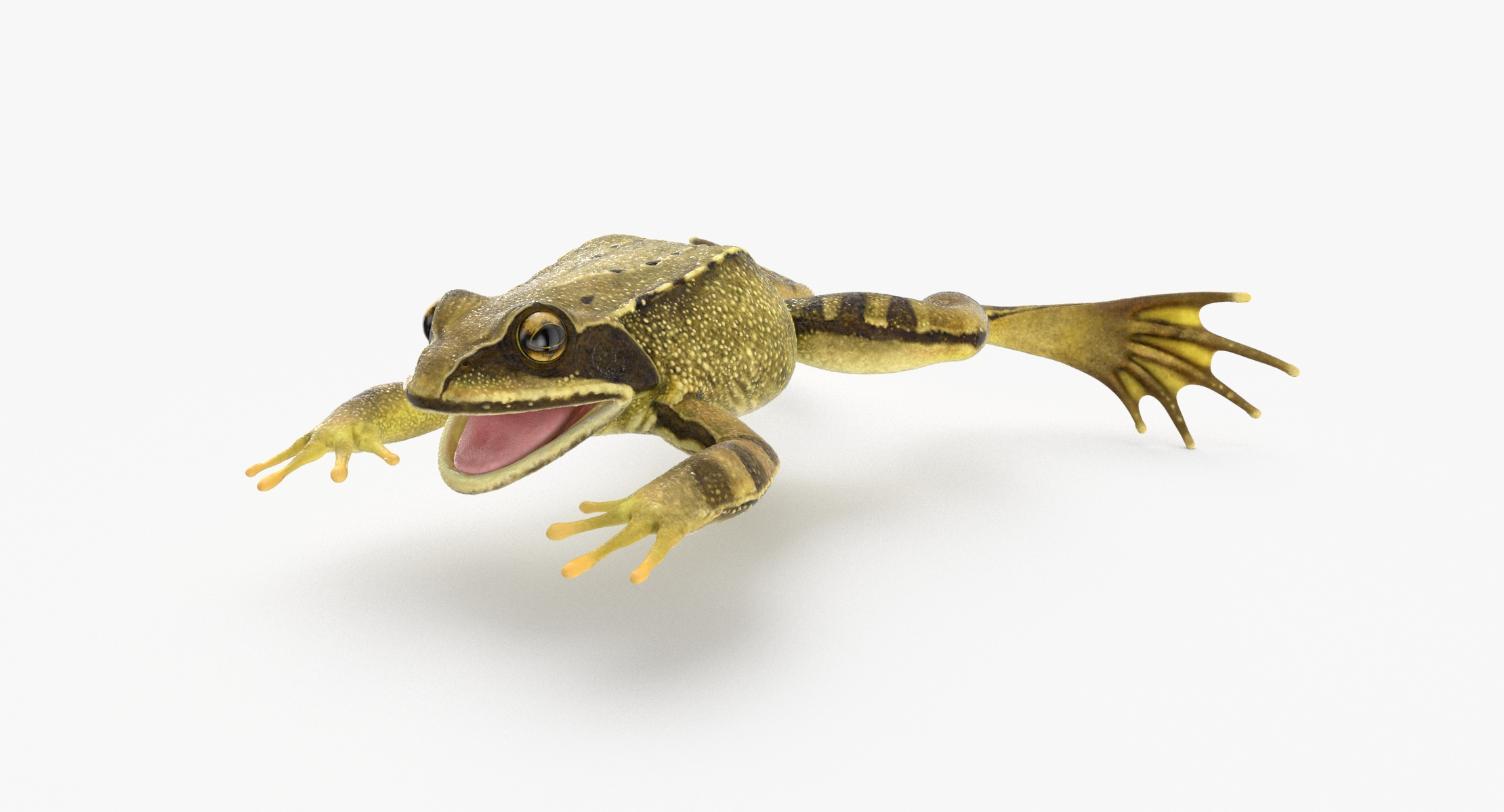 modelo 3d rana una pose - TurboSquid 2074681