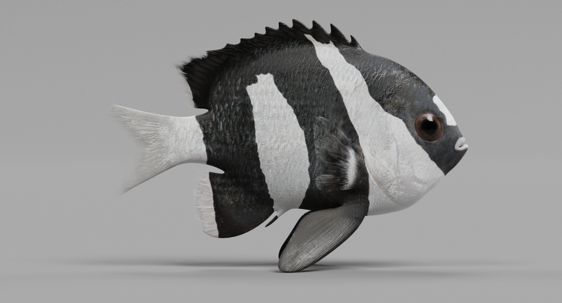humbug damsel 3D model https://p.turbosquid.com/ts-thumb/sh/6ChIFj/60eeaCVJ/0001/png/1516126114/1920x1080/turn_fit_q99/99805d0faac638b5464313ed22df3e78066b7940/0001-1.jpg