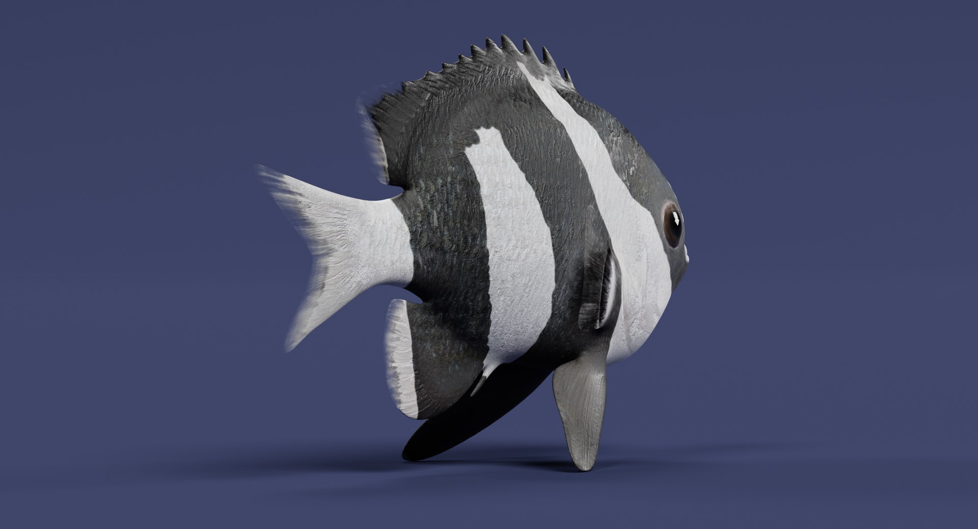 humbug damsel 3D model https://p.turbosquid.com/ts-thumb/sh/6ChIFj/HFfnWZBh/humbugdamseld/png/1516125506/1920x1080/fit_q87/716be80f227715244f8ee3e69133eca2428fecbe/humbugdamseld.jpg