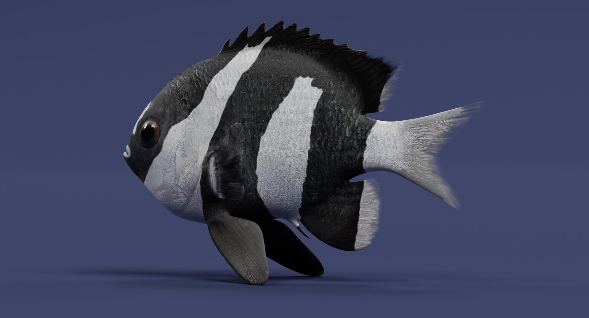 humbug damsel 3D model https://p.turbosquid.com/ts-thumb/sh/6ChIFj/igEqRE4N/humbugdamsele/png/1516125506/1920x1080/fit_q87/1e0e4fc79de1628c26bb6bc2e5b28ff74af9c242/humbugdamsele.jpg
