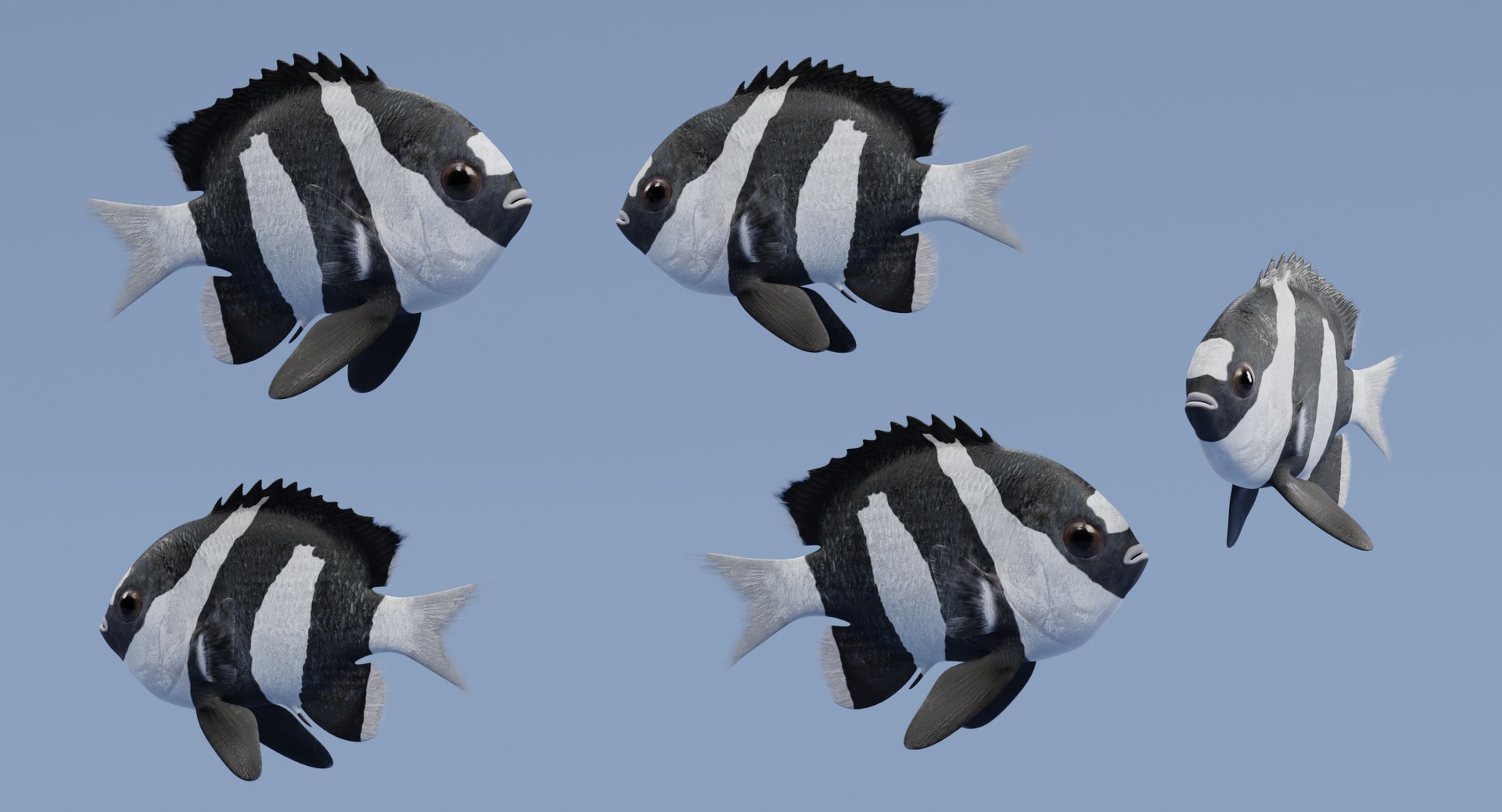 humbug damsel 3D model https://p.turbosquid.com/ts-thumb/sh/6ChIFj/jiTvHKAH/humbugdamselh/png/1516125506/1920x1080/fit_q87/f2731726a0eb48bca5768529ea725662398eeaf0/humbugdamselh.jpg