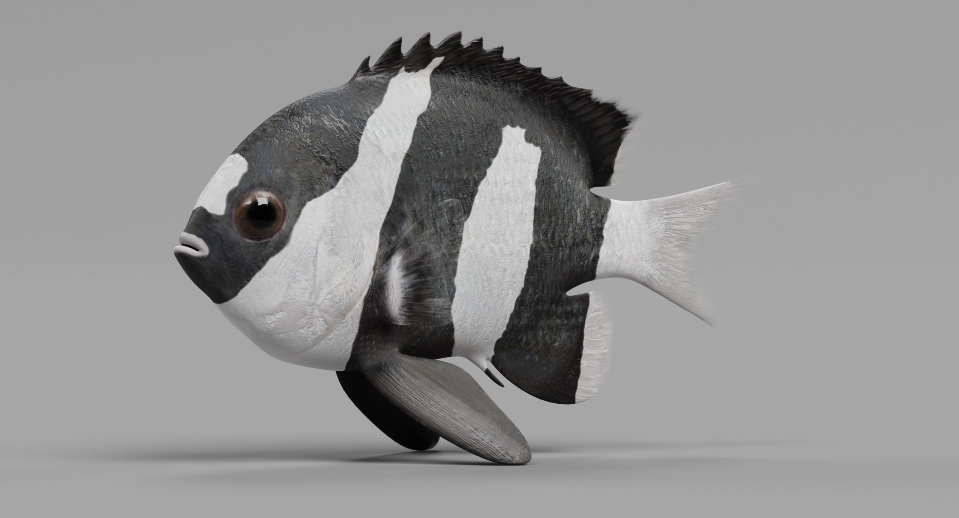 humbug damsel 3D model https://p.turbosquid.com/ts-thumb/sh/6ChIFj/th4DB4SH/humbugdamself/png/1516125506/1920x1080/fit_q87/e1db9c497cd8a4c3338fc0cba2aa830cfdc90234/humbugdamself.jpg