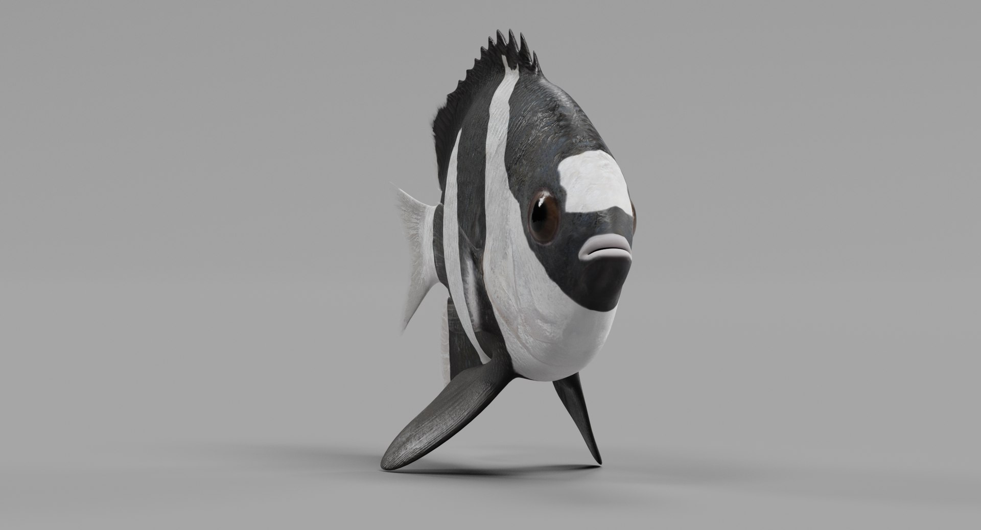humbug damsel 3D model https://p.turbosquid.com/ts-thumb/sh/6ChIFj/yduNyFKs/humbugdamselg/png/1516125506/1920x1080/fit_q87/237efd0cc0e00eb6795e81dd4a2d59447681d212/humbugdamselg.jpg