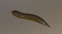PBR - Poop "straight"