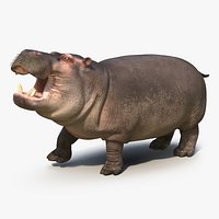 Hippopotamus Rigged with Fur