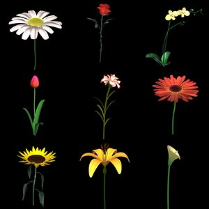 flowers lily lwo
