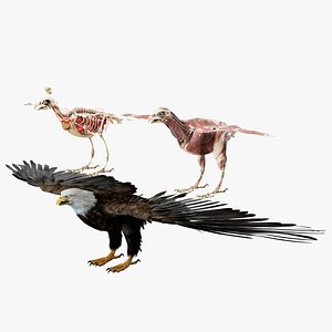 American Eagle Fur Anatomy 3D