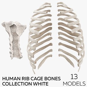 3D Human Rib Cage Bones Collection White - 13 models
