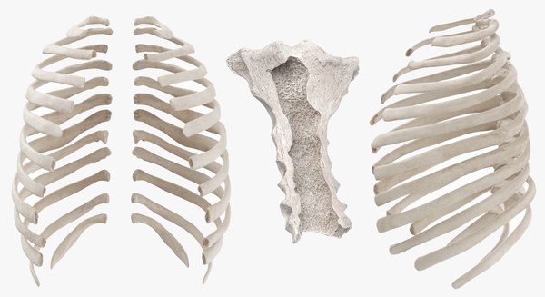 3D Human Rib Cage Bones Collection White - 13 models - TurboSquid 1744603