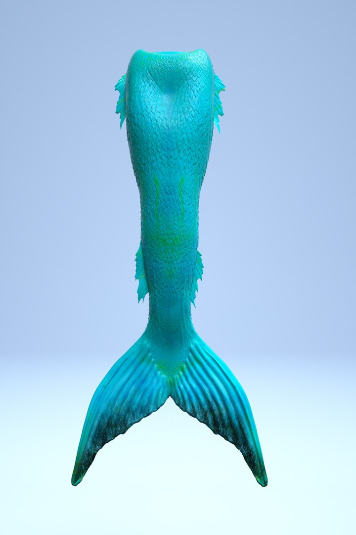 mermaid tail anatomy