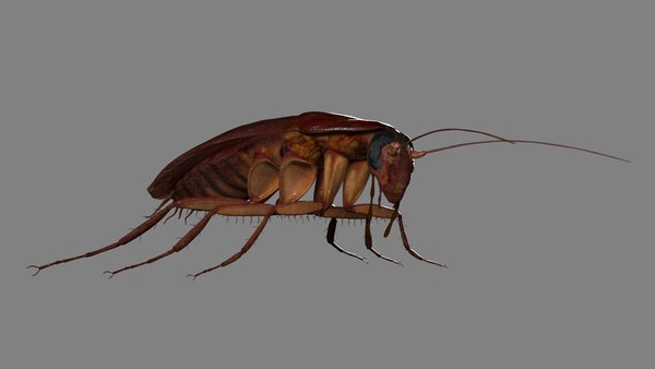 modelo 3d Cockroach Model Rigged Animated - TurboSquid 2081559