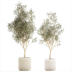 Beautiful Olive Trees In Flower Pots For Interior 1229 3D