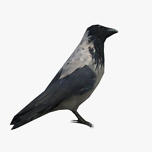 crow animal bird 3D model