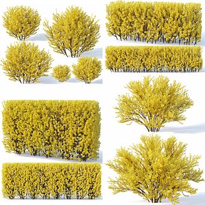 forsythia bush 3D