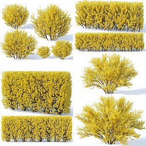 Forsythia 7 bushes + 2 hedges collection