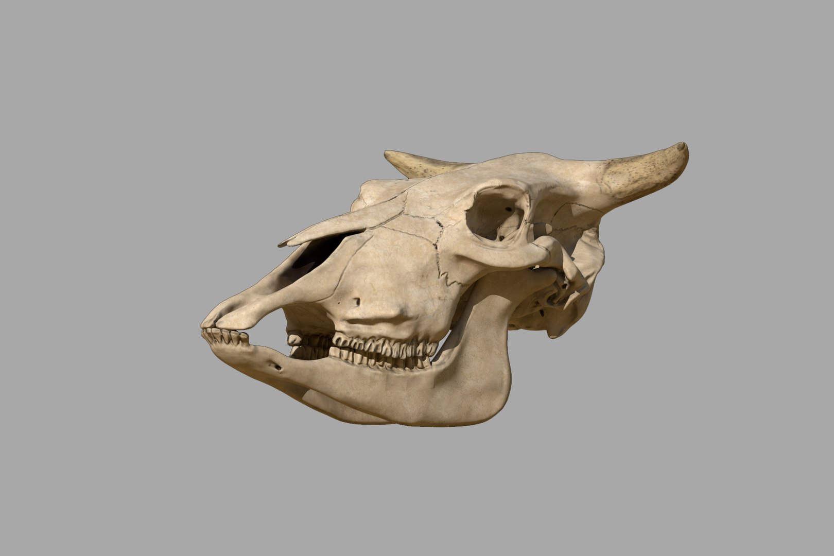 cow skeleton jaw