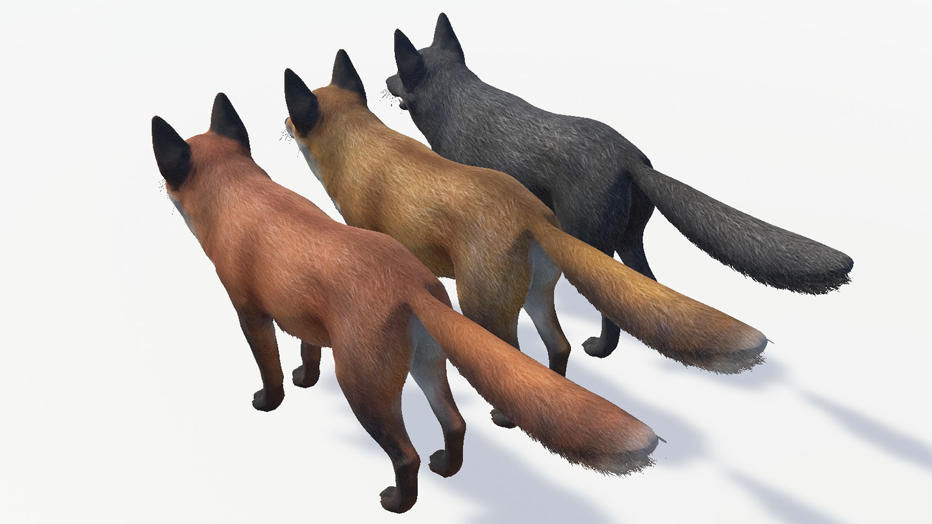 Fox - Family Model - TurboSquid 2111058