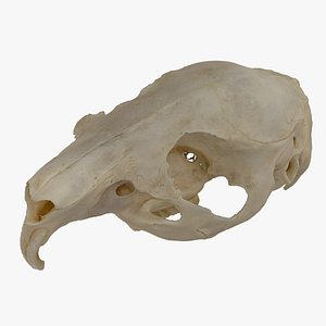 domestic guinea pig cavia 3D model