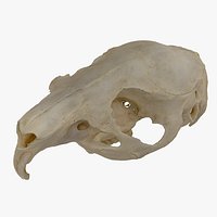 Real Domestic Guinea Pig Cavia porcellus Skull 01 RAW SCAN