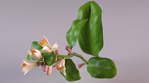 3D orange lemon lime flower model