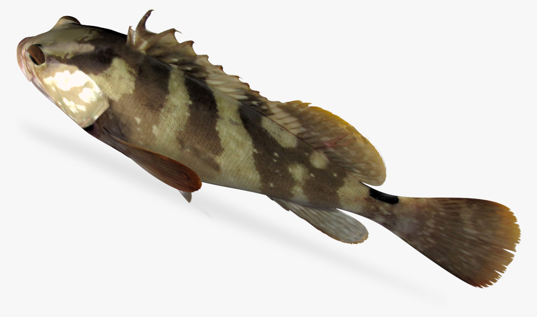 Nassau Grouper 3D Model - TurboSquid 1328173