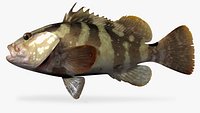 Nassau Grouper