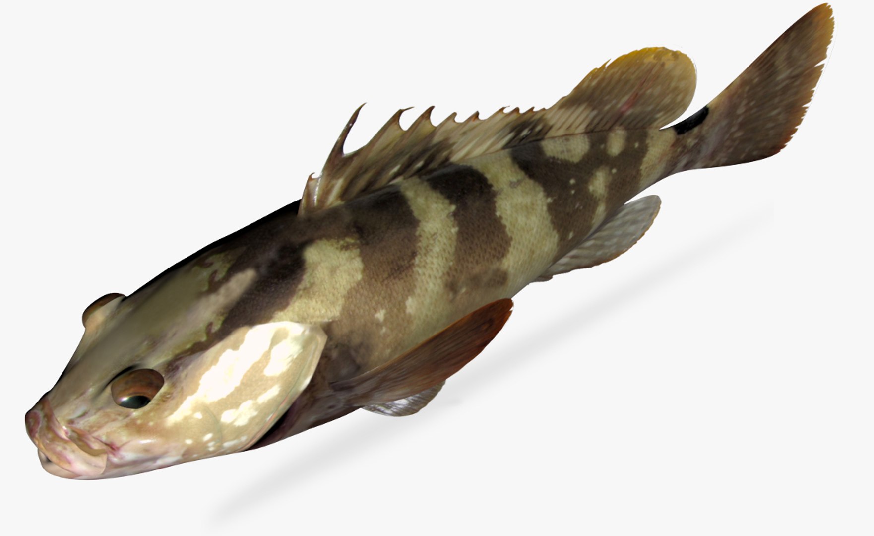 Nassau Grouper 3D Model - TurboSquid 1328173