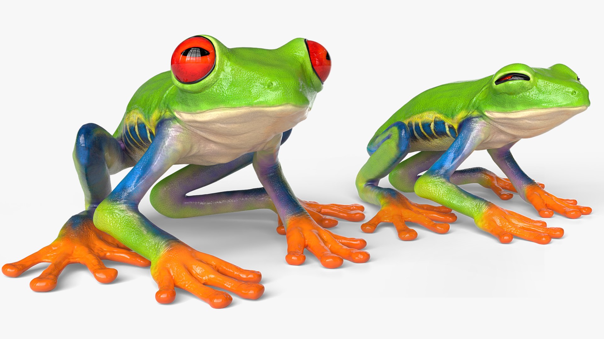 Idle Red Eyed Tree Frog Animated Rigged for Blender 3D model https://p.turbosquid.com/ts-thumb/si/4J5UVD/G9/idle_red_eyed_tree_frog_animated_rigged_for_blender_006/jpg/1766167752/1920x1080/fit_q87/74c9aa557d981a395cf0ab91ce8d4fdcc7c251e3/idle_red_eyed_tree_frog_animated_rigged_for_blender_006.jpg