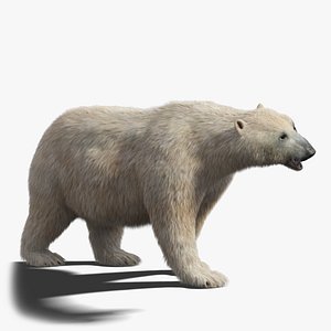 Polar Bear Fur Rigged