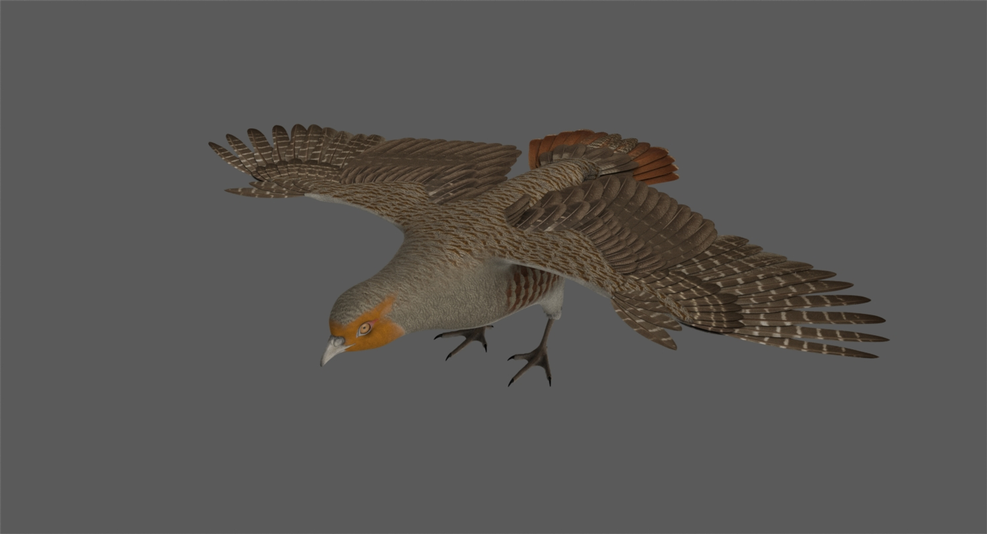 3D Model Rigged Grey Partridge - TurboSquid 1321248