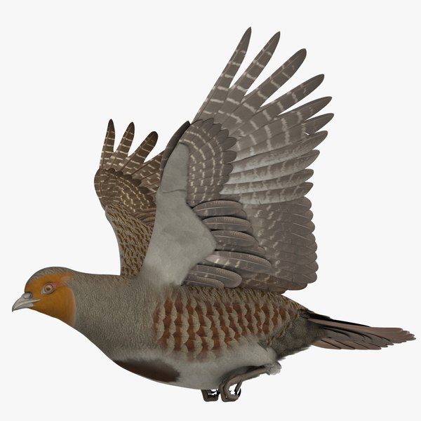 3D model rigged grey partridge