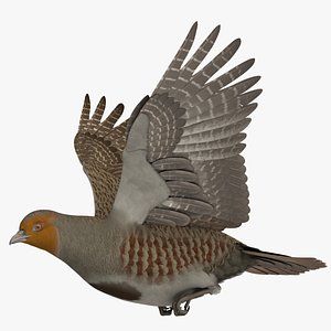 Grey Partridge