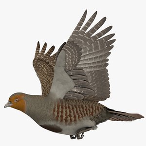 Grey Partridge