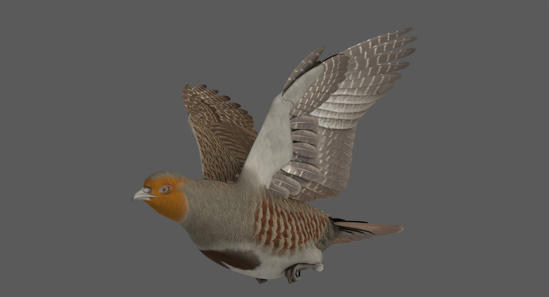 3D Model Rigged Grey Partridge - TurboSquid 1321248